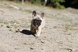 BOULEDOGUE FRANCAIS 143